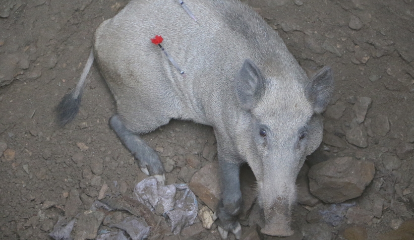 Anne domuz 5 saatlik operasyonla kuyudan çıkarıldı