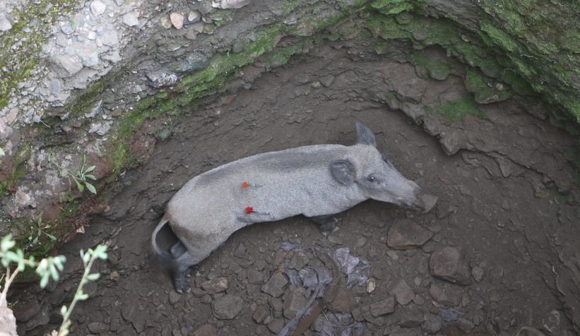 Anne domuz 5 saatlik operasyonla kuyudan çıkarıldı