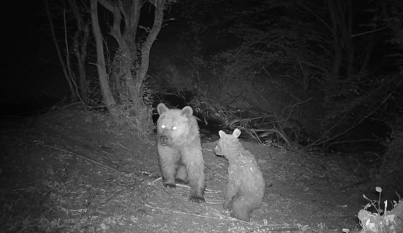 Anne ve yavru boz ayının eğlenceli oyunu