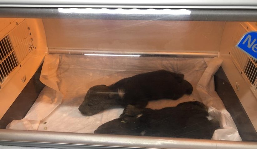 Anneleri kayıp 10 günlük bozayılar hayata tutundu