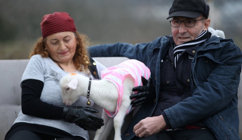 Annesiz kalan kuzuya sahip çıktılar