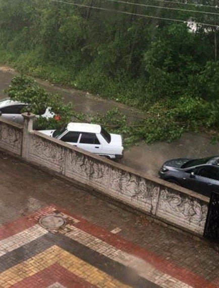 Aracın üzerine ağaç devrildi