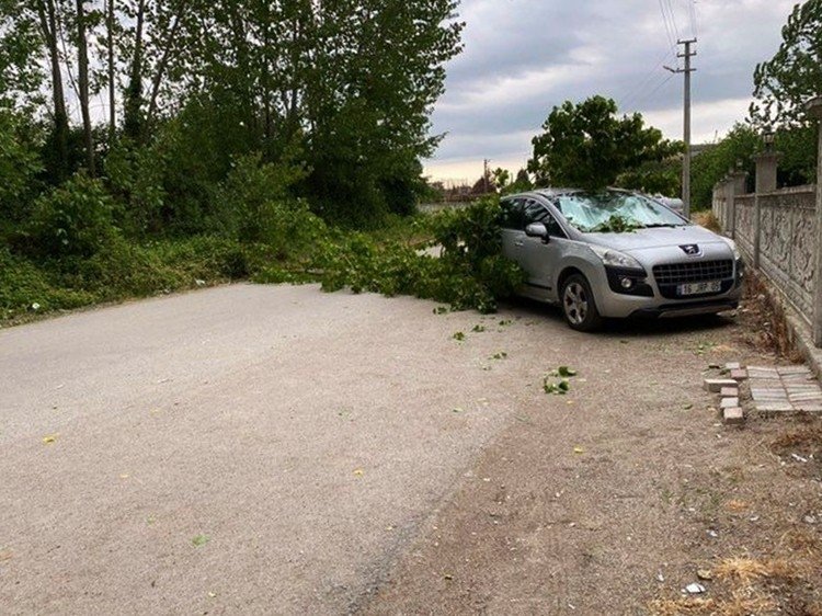 Aracın üzerine ağaç devrildi
