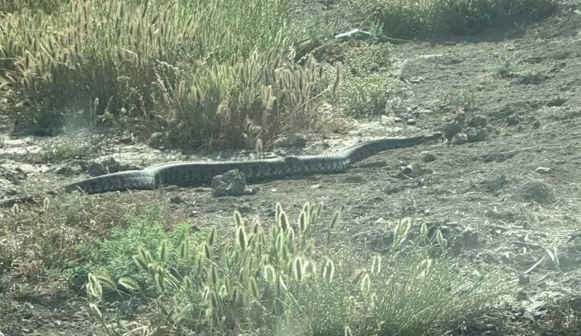 Arazide karşılaştılar, gözlerine inanamadılar