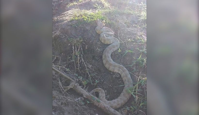 Arazide karşılaştılar, gözlerine inanamadılar