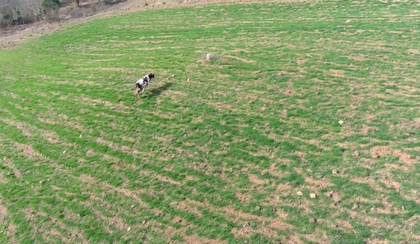 Arazisine giren ineği dronla kovaladı