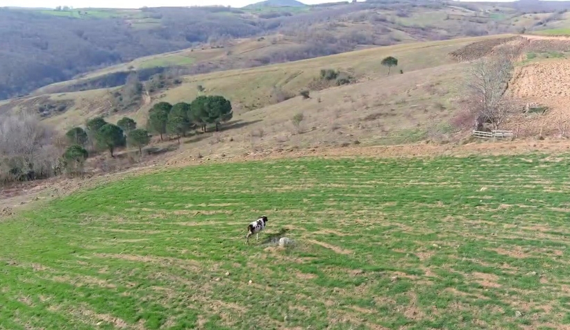 Arazisine giren ineği dronla kovaladı