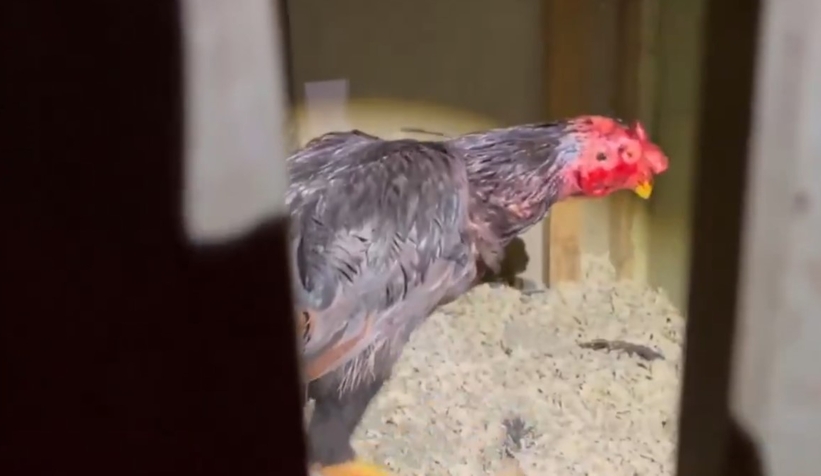 Arena kurup horoz dövüştürenlere baskın