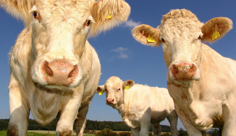 Aşırı meyve tüketimi büyükbaş ve küçükbaş hayvanlarda ölüme yol açabilir