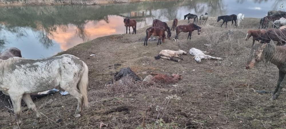 At kasapları serbest kaldı