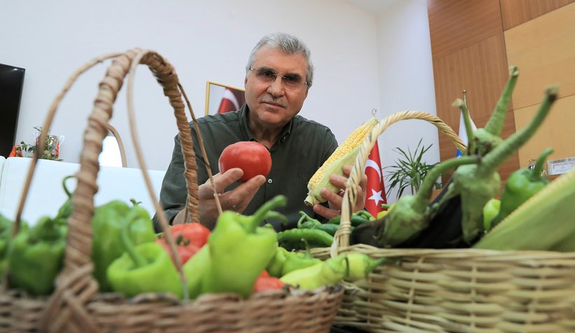 Ata Tohum üretiminde ilk mahsuller toplandı