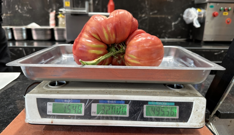 Ata tohumuyla yetişen dev domatesler şaşırtıyor