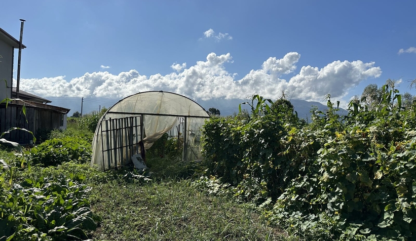 Ata tohumuyla yetişen dev domatesler şaşırtıyor