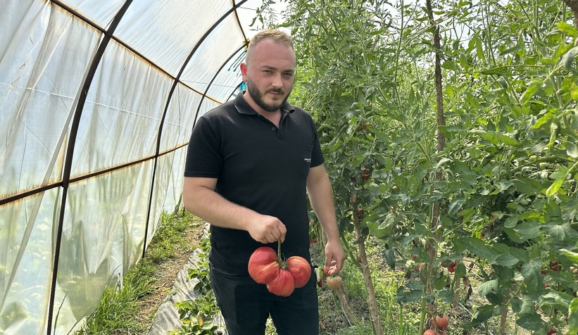 Ata tohumuyla yetişen dev domatesler şaşırtıyor
