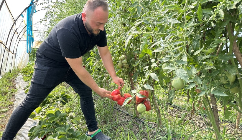 Ata tohumuyla yetişen dev domatesler şaşırtıyor