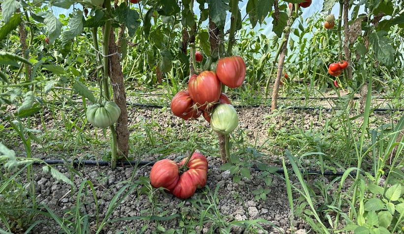 Ata tohumuyla yetişen dev domatesler şaşırtıyor