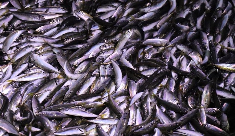 Av yasağı bugün bitti: Balıkçılar denizle kavuştu