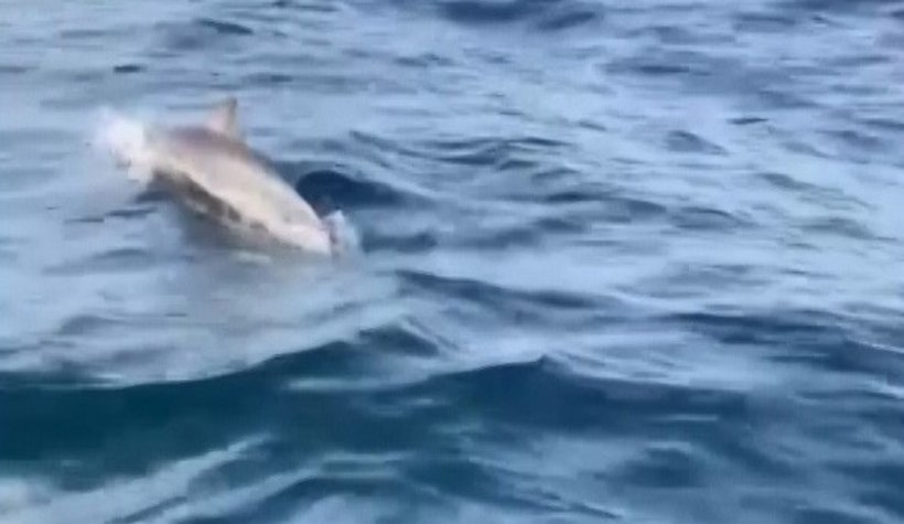 Ava çıkan balıkçılara yunuslar eşlik etti