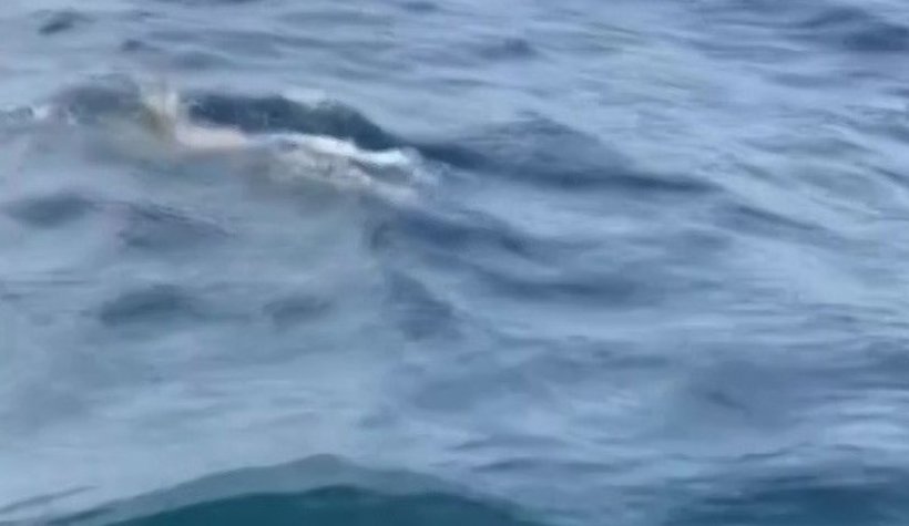 Ava çıkan balıkçılara yunuslar eşlik etti