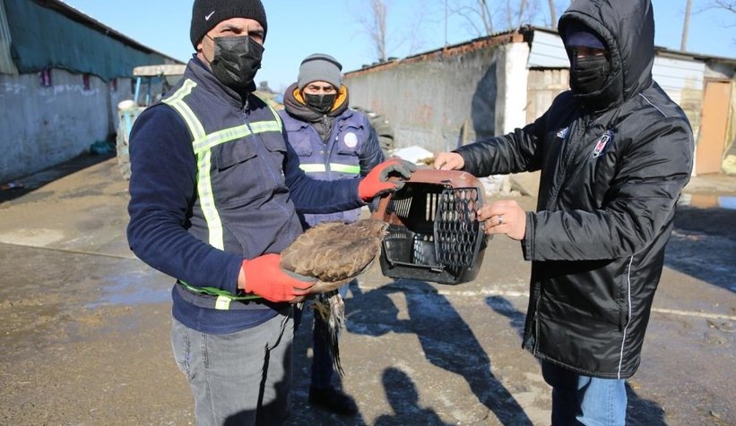 Avcıların vurduğu doğan ölmek üzereyken bulundu