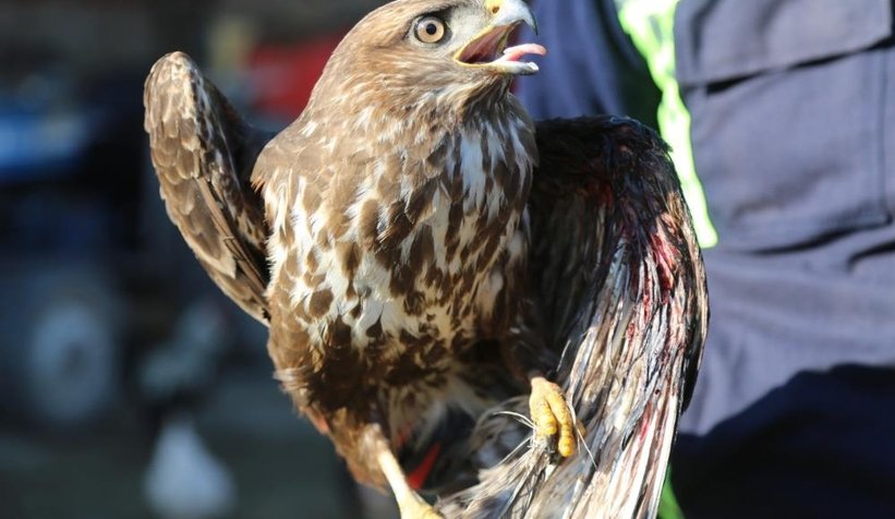 Avcıların vurduğu doğan ölmek üzereyken bulundu