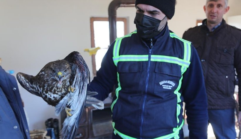 Avcıların vurduğu doğan ölmek üzereyken bulundu