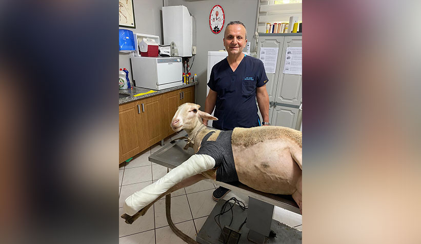 Ayağı kırılan koyuna operasyon