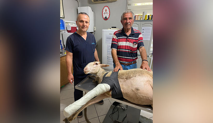 Ayağı kırılan koyuna operasyon