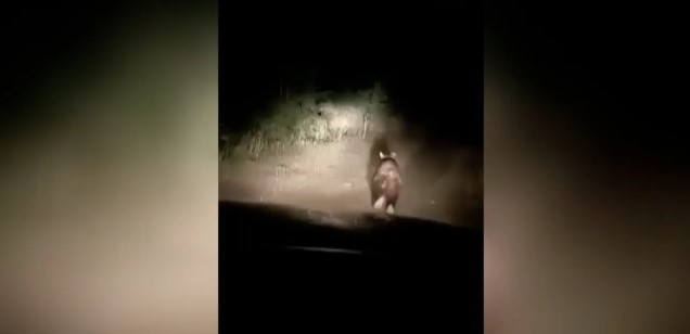 Ayı yavruları köy yoluna indi