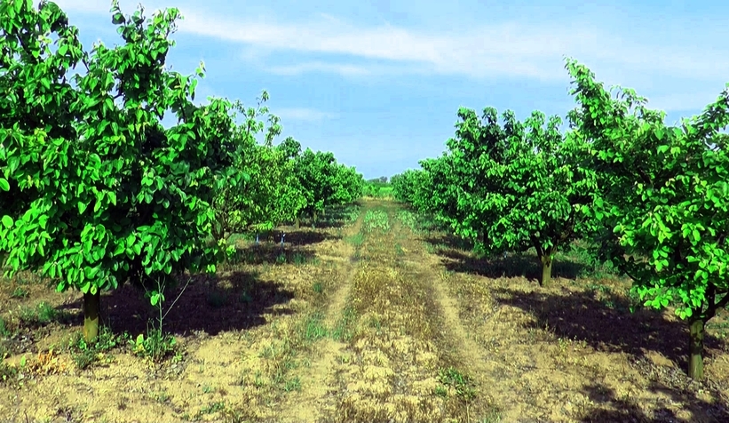 Ayva'da rekolte düşüklüğü bekleniyor