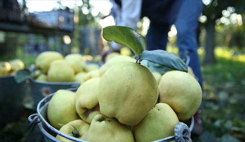 Ayva üretiminin yüzde 60'ı Sakarya'dan