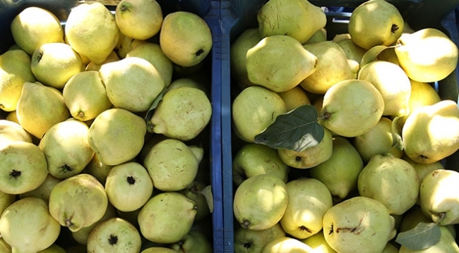 Ayva üretiminin yüzde 60'ı Sakarya'dan