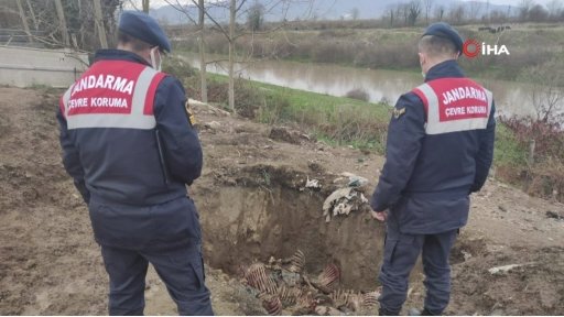 Baba oğul yine at keserken yakalandı