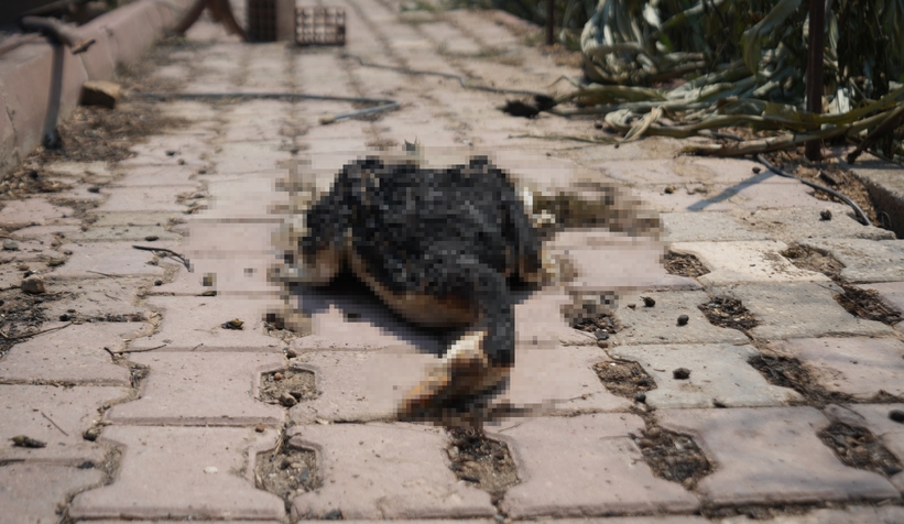 Bağ evi yanarken kanatlı hayvanlar telef oldu