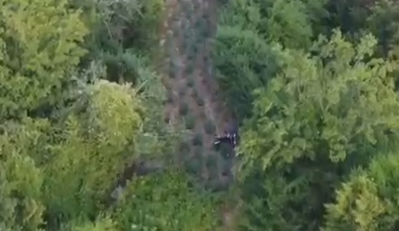 Bahçede domates değil, kenevir yetiştirmiş!