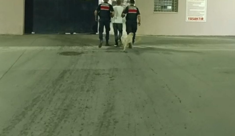 Bahçede domates değil, kenevir yetiştirmiş!