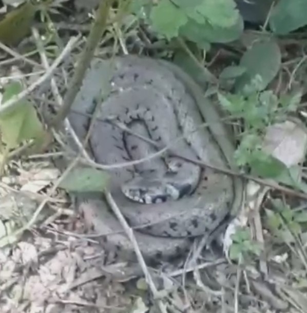 Bahçede yılanla karşılaştı