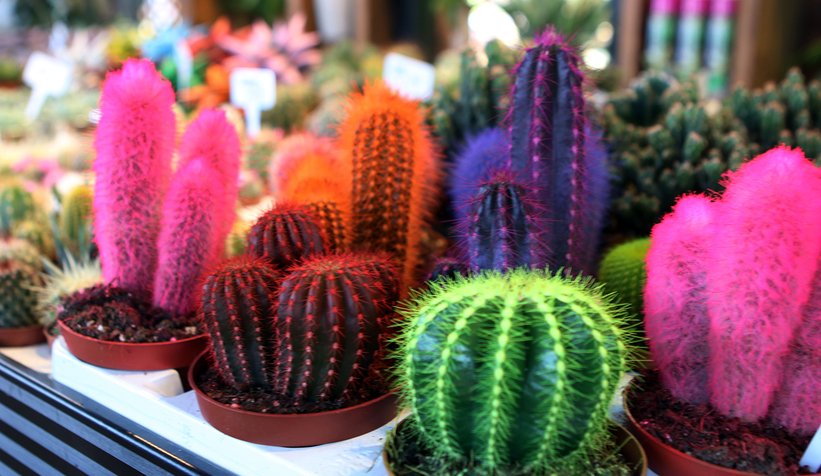 Bahçem satış merkezinin açılışı yapılıyor