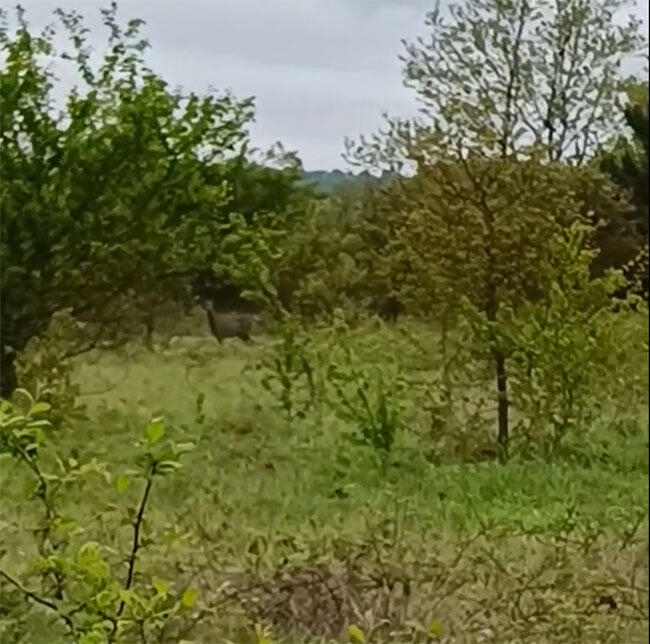bahcesinde-gorunce-saskina-donduvzfhbvdnsz