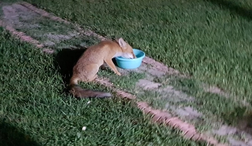 Bahçeye gelen tilki ilgi odağı oldu