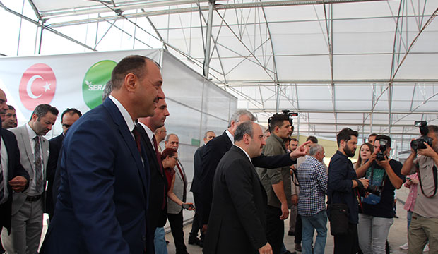 Bakan Varank Akyazı'da domates hasadı yaptı