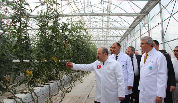 Bakan Varank Akyazı'da domates hasadı yaptı