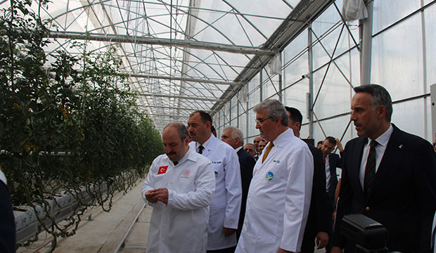 Bakan Varank Akyazı'da domates hasadı yaptı