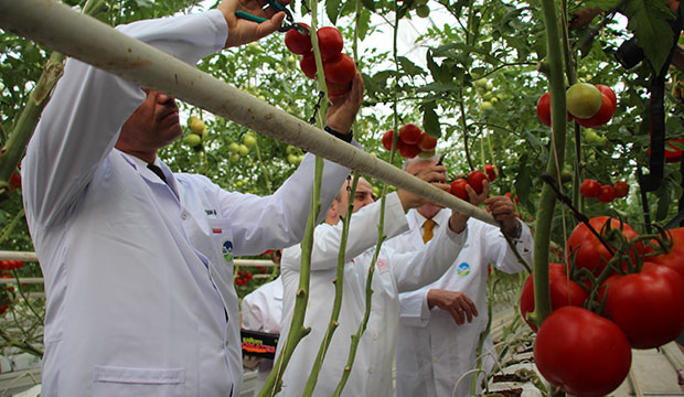Bakan Varank Akyazı'da domates hasadı yaptı