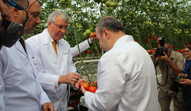 Bakan Varank Akyazı'da domates hasadı yaptı