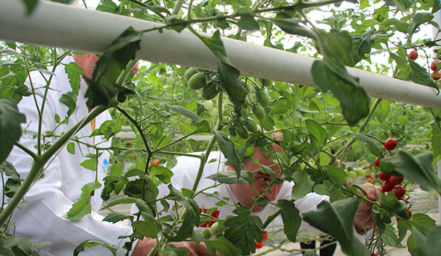 Bakan Varank Akyazı'da domates hasadı yaptı