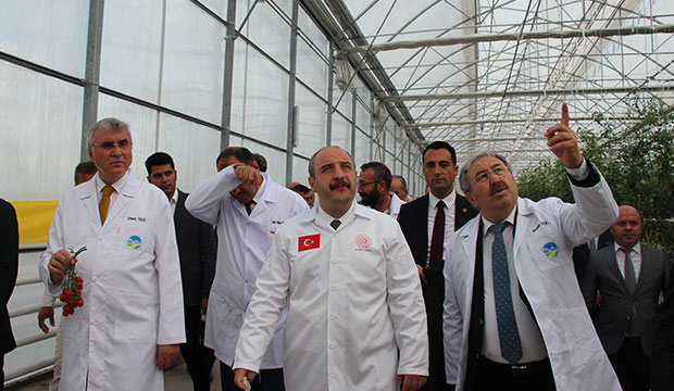 Bakan Varank Akyazı'da domates hasadı yaptı