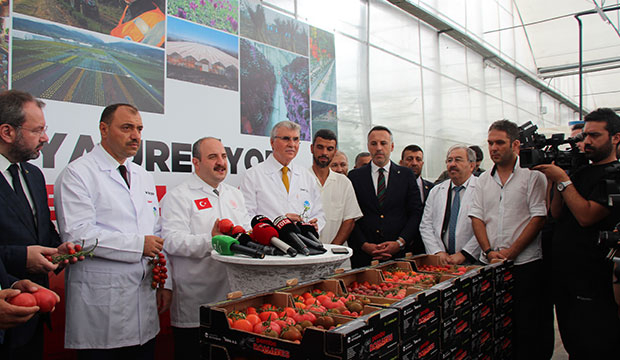 Bakan Varank Akyazı'da domates hasadı yaptı