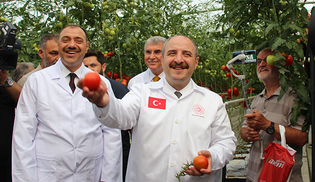 Bakan Varank Akyazı'da domates hasadı yaptı