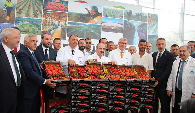 Bakan Varank Akyazı'da domates hasadı yaptı